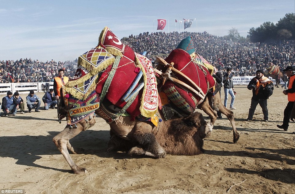 Mỗi năm, hàng trăm con lạc đà sẽ tham gia đấu vật trong giải đấu Camel Wrestling ở Thổ Nhĩ Kỳ, được theo dõi bởi hàng ngàn người đam mê trong cả nước.